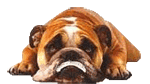GIF animado (10490) Bulldog tumbado