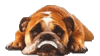 GIF animado (10490) Bulldog tumbado