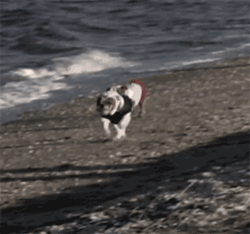 GIF animado (10491) Bulldogs corriendo playa