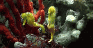 GIF animado (6286) Caballitos mar amarillos