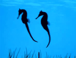 GIF animado (6287) Caballitos mar bailando