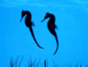 GIF animado (6287) Caballitos mar bailando
