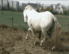 GIF animado (8820) Caballo blanco