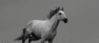 GIF animado (8825) Caballo corriendo