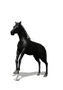 GIF animado (8829) Caballo negro