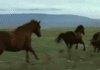 GIF animado (8831) Caballo salvajes