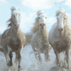 GIF animado (8836) Caballos blancos