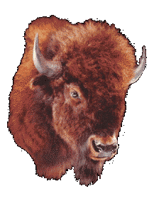GIF animado (8763) Cabeza bisonte