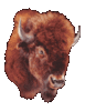 GIF animado (8763) Cabeza bisonte