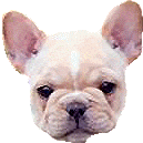 GIF animado (10538) Cabeza bulldog frances