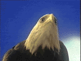 GIF animado (6693) Cabeza de aguila