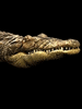 GIF animado (11189) Cabeza de cocodrilo