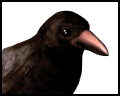 GIF animado (6887) Cabeza de cuervo