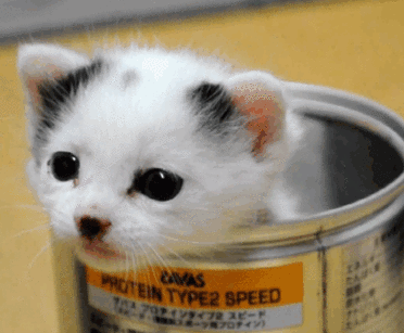 GIF animado (7683) Cabeza de gatito lata