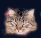 GIF animado (7999) Cabeza de gato