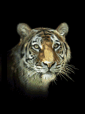 GIF animado (10005) Cabeza de tigre