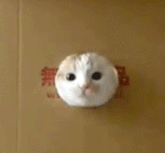 GIF animado (7689) Cabeza gato