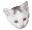 GIF animado (7700) Cabeza gato blanco