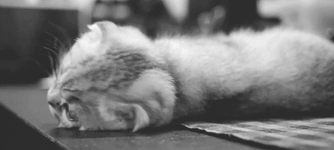 GIF animado (7701) Cabeza gato boca bajo