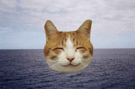 GIF animado (7709) Cabeza gato mar