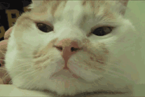 GIF animado (7710) Cabeza gato masaje