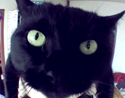 GIF animado (7713) Cabeza gato negro