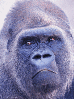 GIF animado (9228) Cabeza gorila