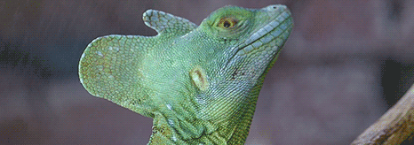 GIF animado (11237) Cabeza iguana
