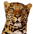GIF animado (9562) Cabeza leopardo