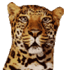 GIF animado (9562) Cabeza leopardo