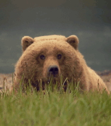GIF animado (10332) Cabeza oso grizzly