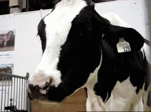 GIF animado (10093) Cabeza vaca