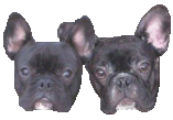 GIF animado (10539) Cabezas bulldog frances