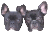 GIF animado (10539) Cabezas bulldog frances