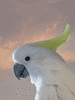 GIF animado (6837) Cacatua