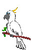 GIF animado (6838) Cacatua
