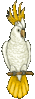 GIF animado (6839) Cacatua