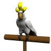 GIF animado (6840) Cacatua