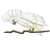 GIF animado (6842) Cacatua cantando