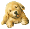 GIF animado (10545) Cachorrito
