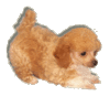 GIF animado (10549) Cachorro