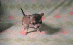 GIF animado (10552) Cachorro andando