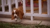 GIF animado (10444) Cachorro basset hound