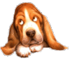 GIF animado (10554) Cachorro basset hound