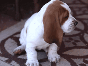 GIF animado (10445) Cachorro basset hound adorable