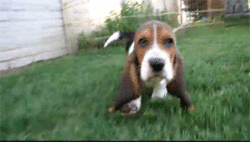 GIF animado (10446) Cachorro basset hound caminando