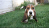 GIF animado (10446) Cachorro basset hound caminando