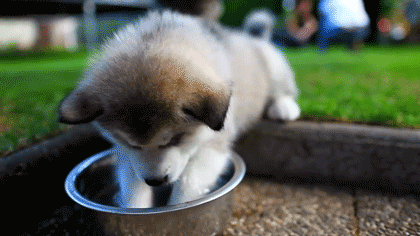 GIF animado (10555) Cachorro bebiendo agua