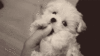 GIF animado (10556) Cachorro bichon maltes