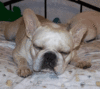 GIF animado (10540) Cachorro bulldog frances